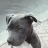 PitBull13